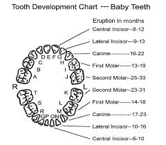 The Tooth About Dental Trauma Pemblog