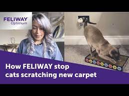 stop cats scratching new carpet