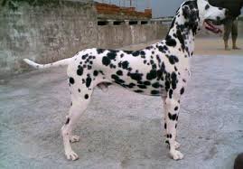 If you are looking for dalmatian for sale, you've come to the perfect place! Dalmatian Dog Indian