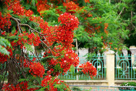 Nhấn vào ảnh để phóng to Kết quả hình ảnh cho mùa hè