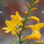 Citronella plant hi-res stock photography and images - Alamy