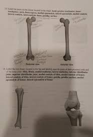 Each condyle is surmounted by an elevation, the epicondyle. Solved 15 Label The Parts On The Femur Located In The Th Chegg Com