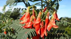 Sutherlandia frutescens — Isiphethu Sempilo - Source of Health