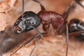 how to locate a carpenter ant nest
