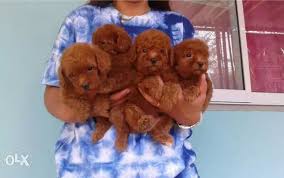imported toy poodle puppies from