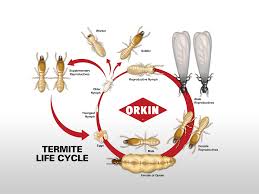 Termite Life Cycle Lifespan How Long Do Termites Live