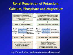 ppt renal regulation of potium