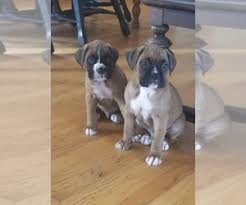 The boxer's primary ancestor, the puppies for sale! Boxer Verified Dog Breeders Near Boston Massachusetts Usa Page 1 10 Per Page Puppyfinder Com