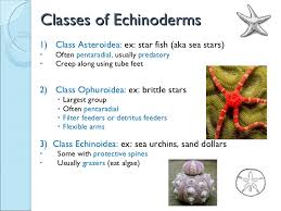 Biol 11 Lesson 5 April 15 Ch 29 Echinodermata