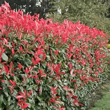 Hebes are extremely hardy evergreen shrubs, invaluable for seaside and city planting. Photinia Red Robin Bushy Evergreen Hardy Shrub Hedging