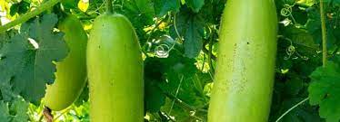 This article presents 7 recipes, health benefits, buying and preparation tips. Winter Melon Petha Benefits And Its Side Effects Lybrate