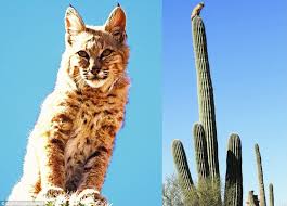 Created by chanmanvxxiiia community for 5 years. White Wolf Bobcat Sitting On Top Of 40 Foot Tall Cactus In The Arizona Desert