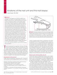 nail unit and the nail biopsy