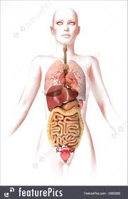 Use them in commercial designs under lifetime, perpetual & worldwide rights. Illustration Of Woman Body With Internal Organs