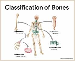 Skeletal System Anatomy And Physiology Anatomy Physiology