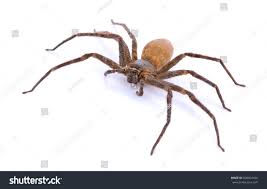Brown Spider On White Stock Photo Edit Now 600401426