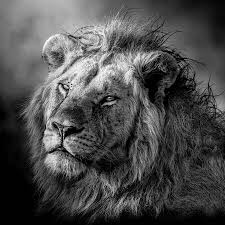 black and white lion photography art