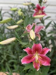 stargazer lilies for cats