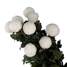 chrysanthemum ping pong white black
