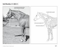 Acupressure Point Charts For Horses