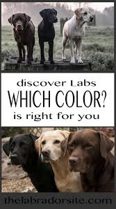 Which Labrador Colour Is Best