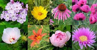 40 best flowering perennials with