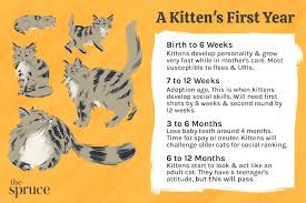 kitten development from 6 months to 1 year