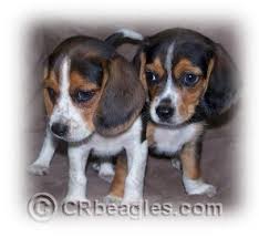 pocket and mini beagles things to know