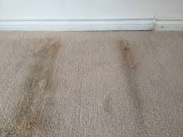 how to get rid of mold in carpet