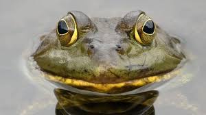 To learn how to gig for frogs and get your gig on, read on l bass pro shops. Frog Catching Expedition Robinson State Park Agawam 7 June 2021