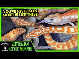 australian reptile morphs like you ve