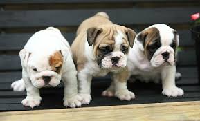 Their forefathers were rough and tumble bulldogs bred to fight bulls and other dogs in the 1600's and 1700's. English Bulldog Puppies For Sale In Pa Lancaster Puppies