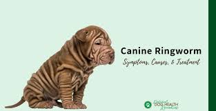 canine ringworm symptoms causes treatment