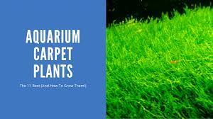 11 great aquarium carpet plants with