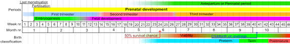 Fetal Viability Wikiwand