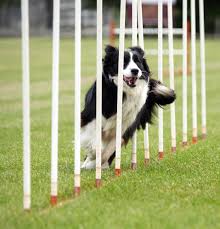 how to guide dog agility equipment