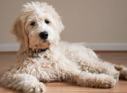 The goldendoodle is a family oriented dog like that of the golden retriever providing it is over 25 pounds in genetic body weight. Mini Goldendoodle Rescue Mini Goldendoodle