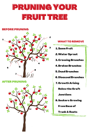 pruning fruit trees naturehills com