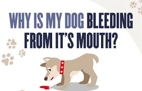 why is my dog bleeding from the mouth