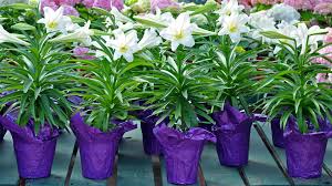 Rarely or never it affects humans. Lily Plant Dangers And Pets Pet Health Insurance Tips