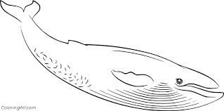 Also you can search for other artwork with our tools. Easy Blue Whale Coloring Page Coloringall