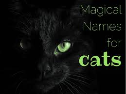 200 magical mystical names for cats