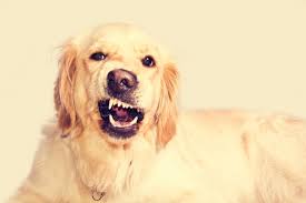 Free Photo Angry Golden Retriever Dog