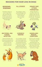 hair loss common in dogs
