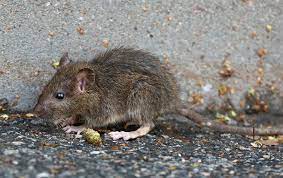 The 5 Best Ways To Get Rid Of Rats In