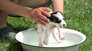 Baby shampoo is the only safe alternative to specialized puppy shampoo and can be used on puppies. 3 Ways To Bathe Your Puppy Wikihow Pet