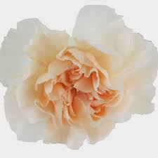 We did not find results for: Peach Flowers Wholesale Bulk Flowers Blooms By The Box