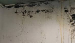 mold allergies prevention in your area