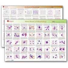 Red Blood Cell And White Blood Cell Morphology Wall Charts