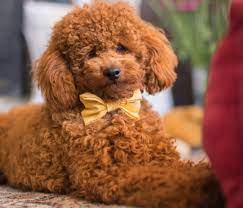 red toy poodle stud service dna clear